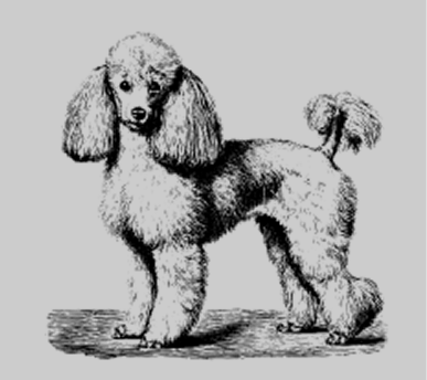 Lorem ipsum magnis leo